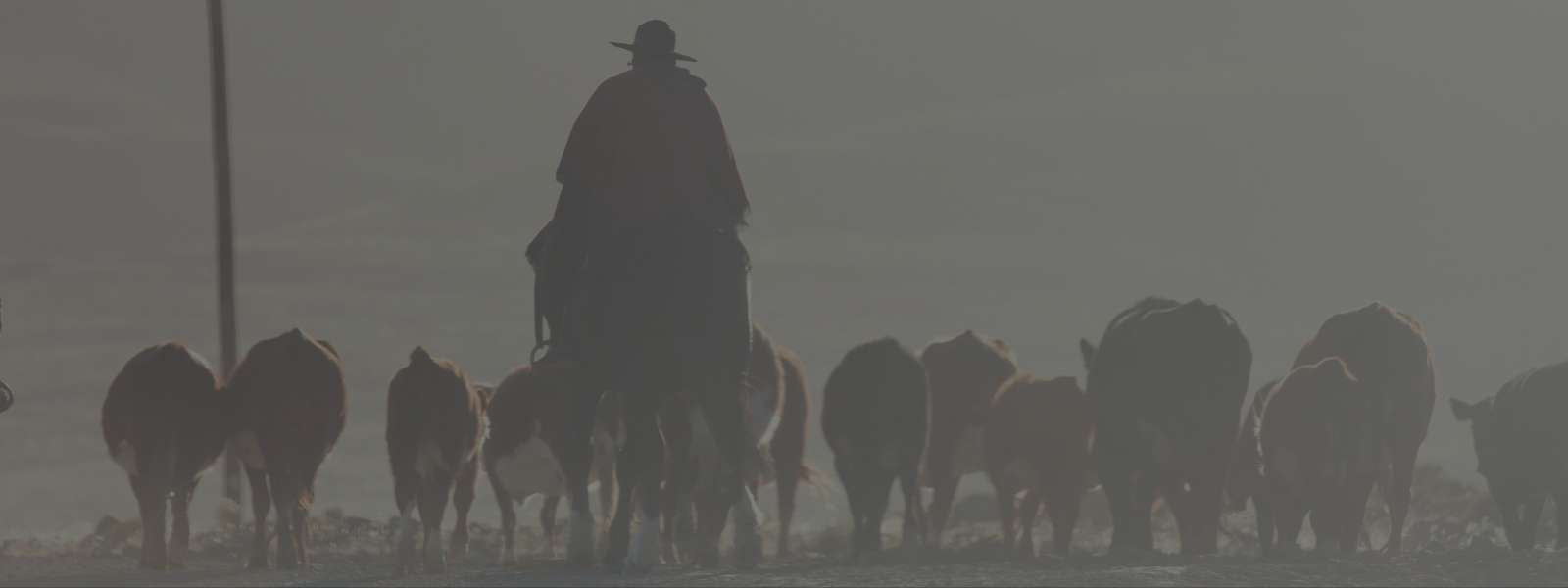 Feminino - Calçados