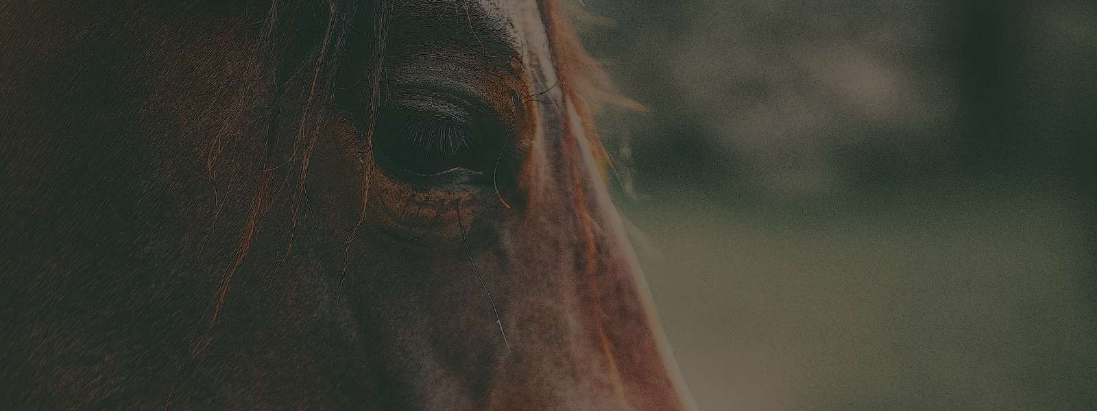Feminino - Vestuário - Parkas
