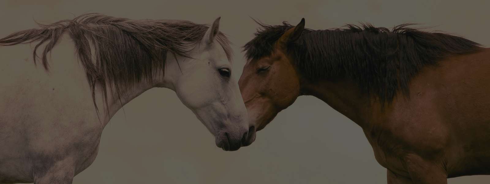 Feminino - Vestuário - Camisas