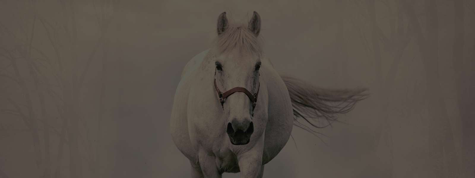 Feminino - Acessórios - Bolsas
