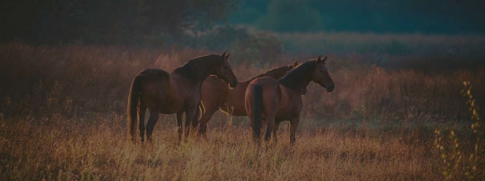 Feminino - Calçados - Botas Salto Montaria