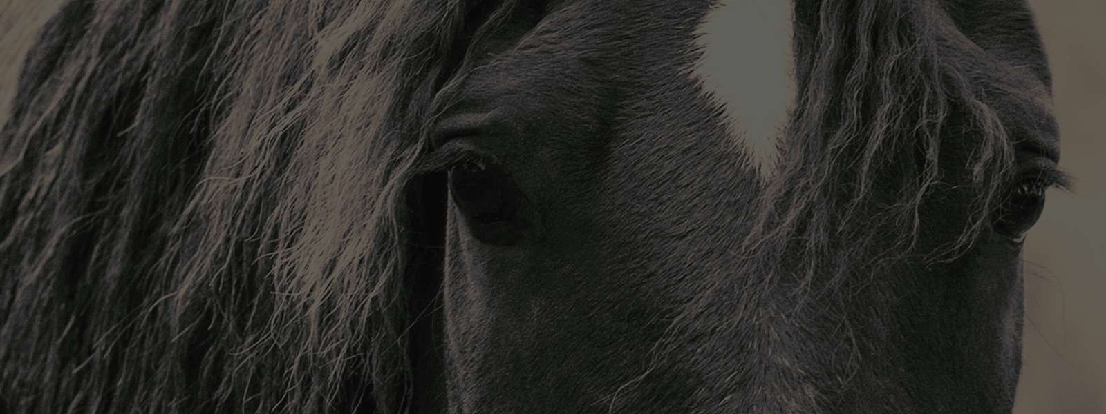 Bolsas - Bolsas Croco