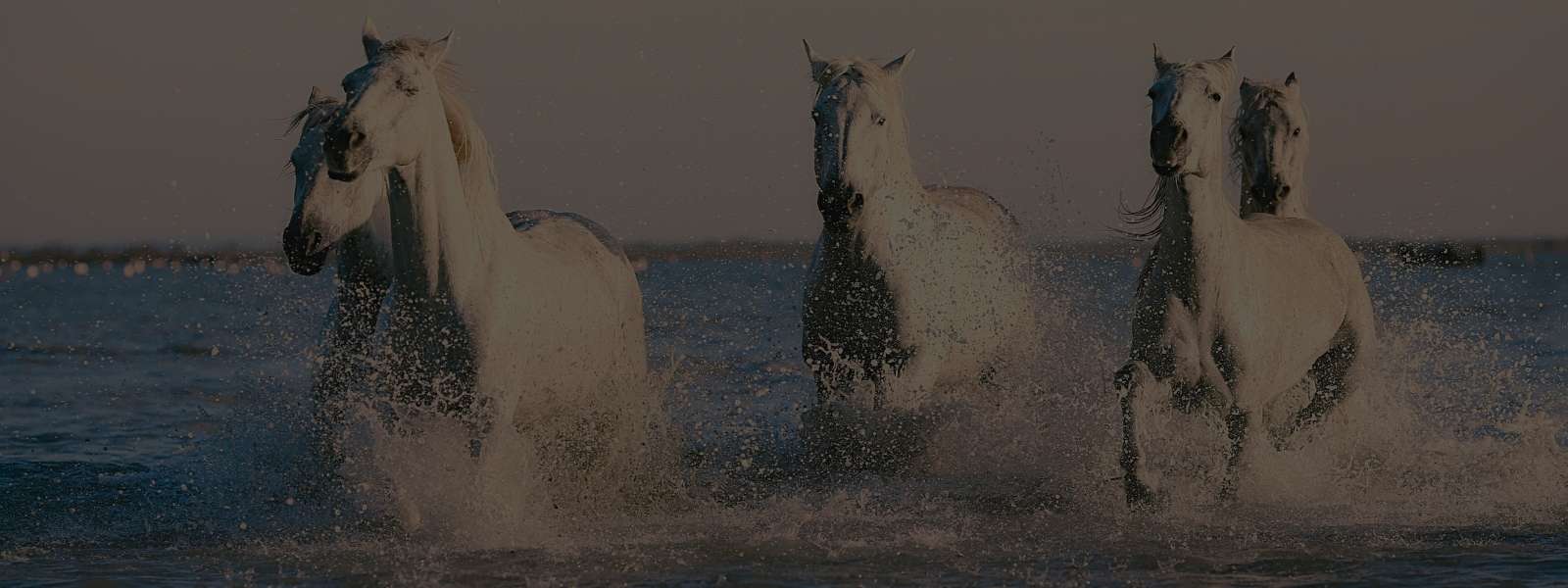 Feminino - Vestuário
