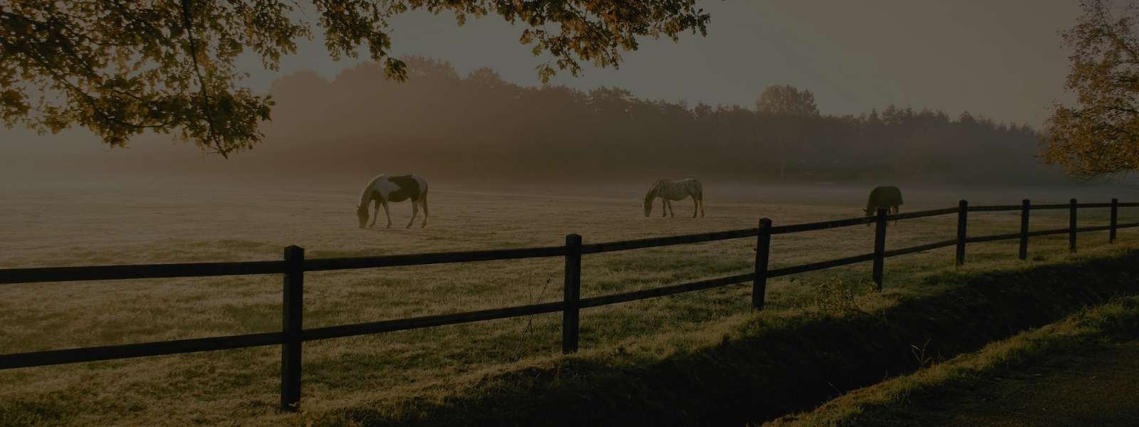 Bolsas - Bolsas Python