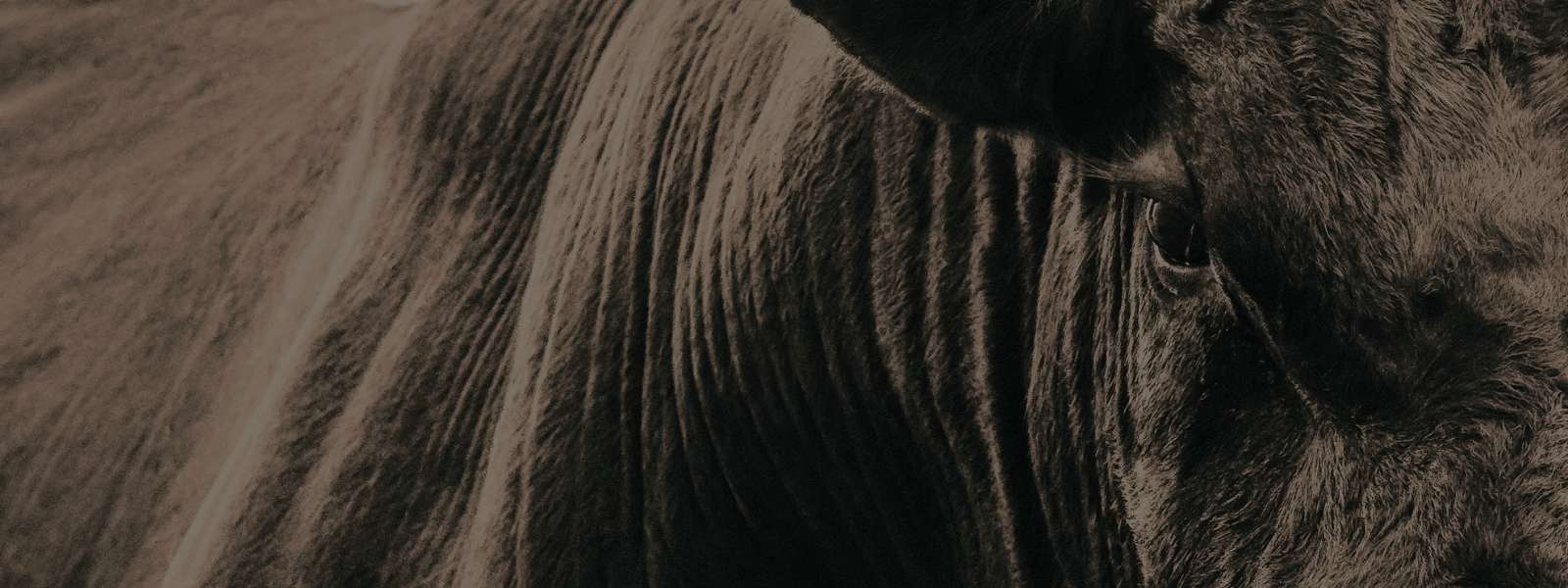 Masculino - Calçados - Botas