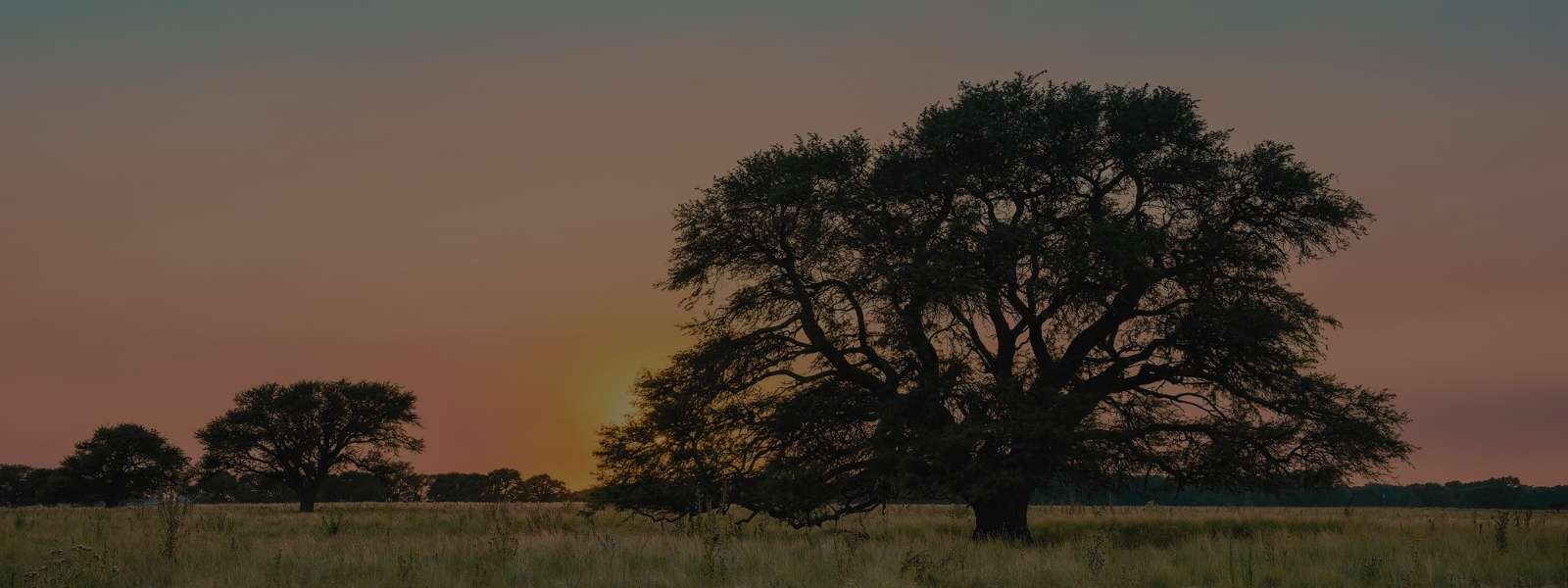 Feminino - Acessórios - Óculos