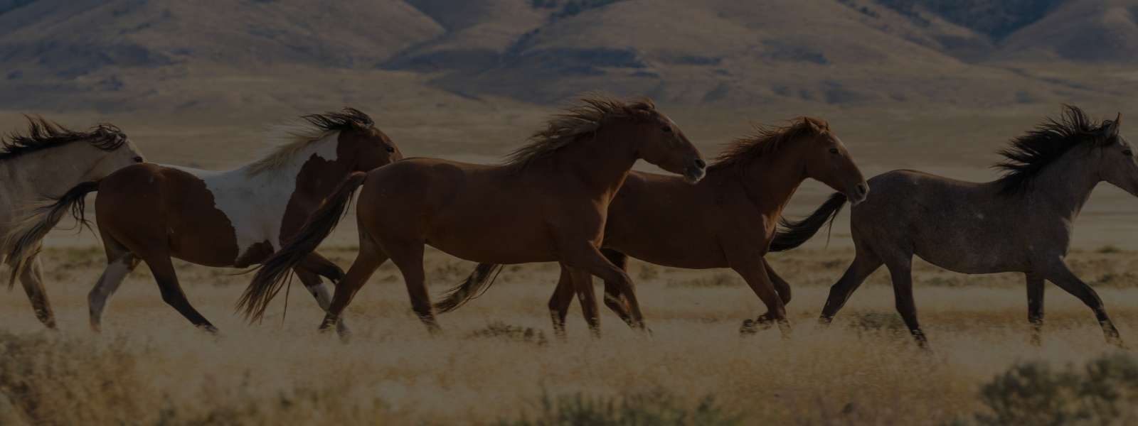 Acessórios - Óculos