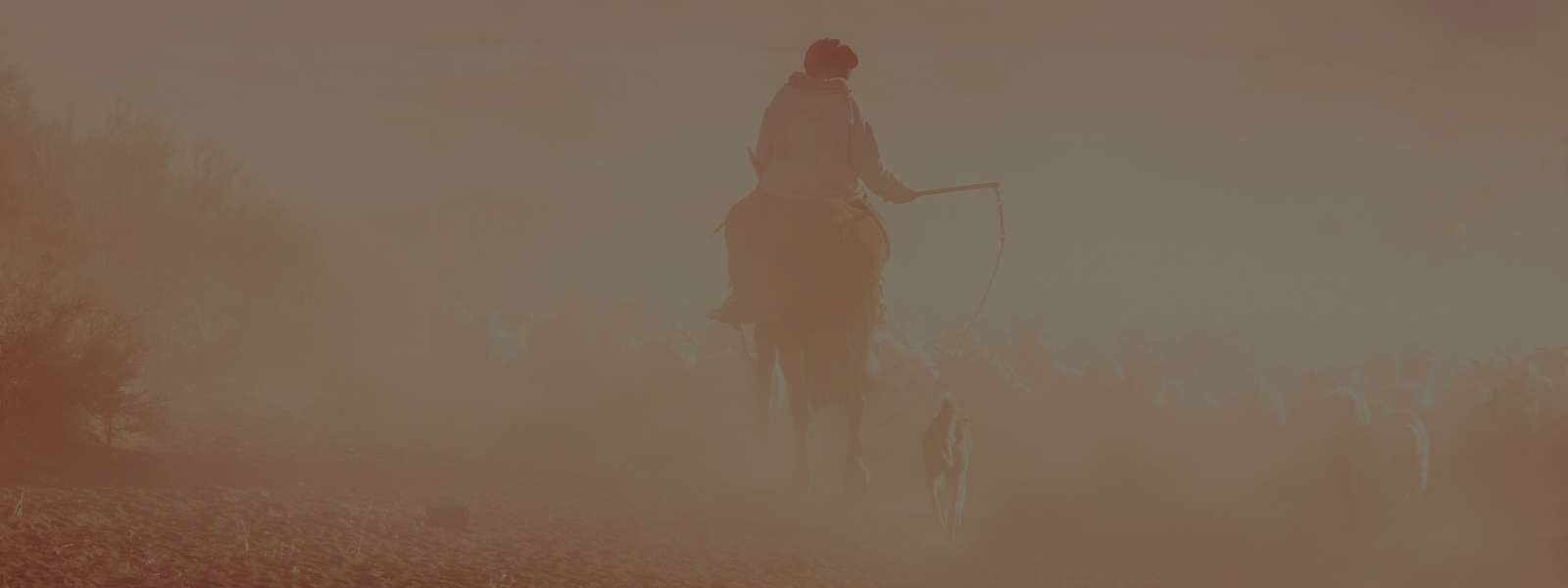 Feminino - Vestuário - Camisetas