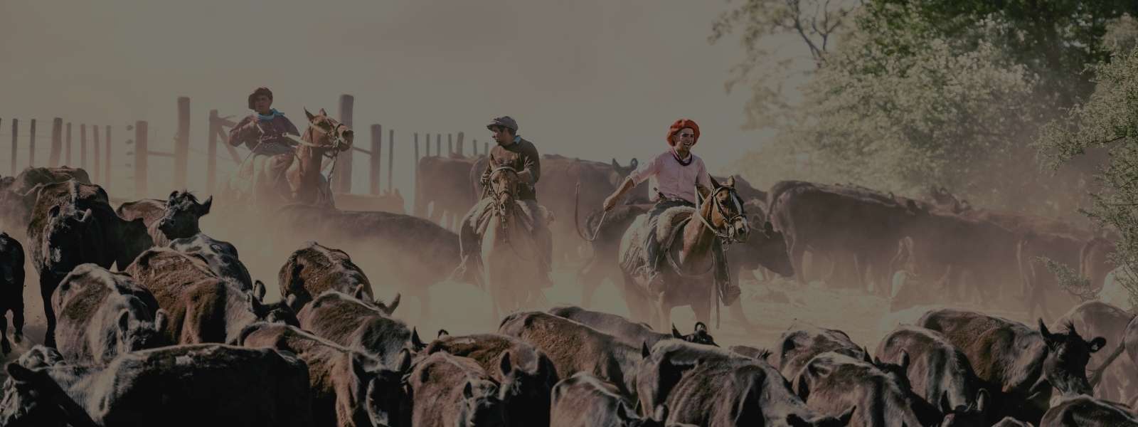 Masculino - Calçados - Abotinados