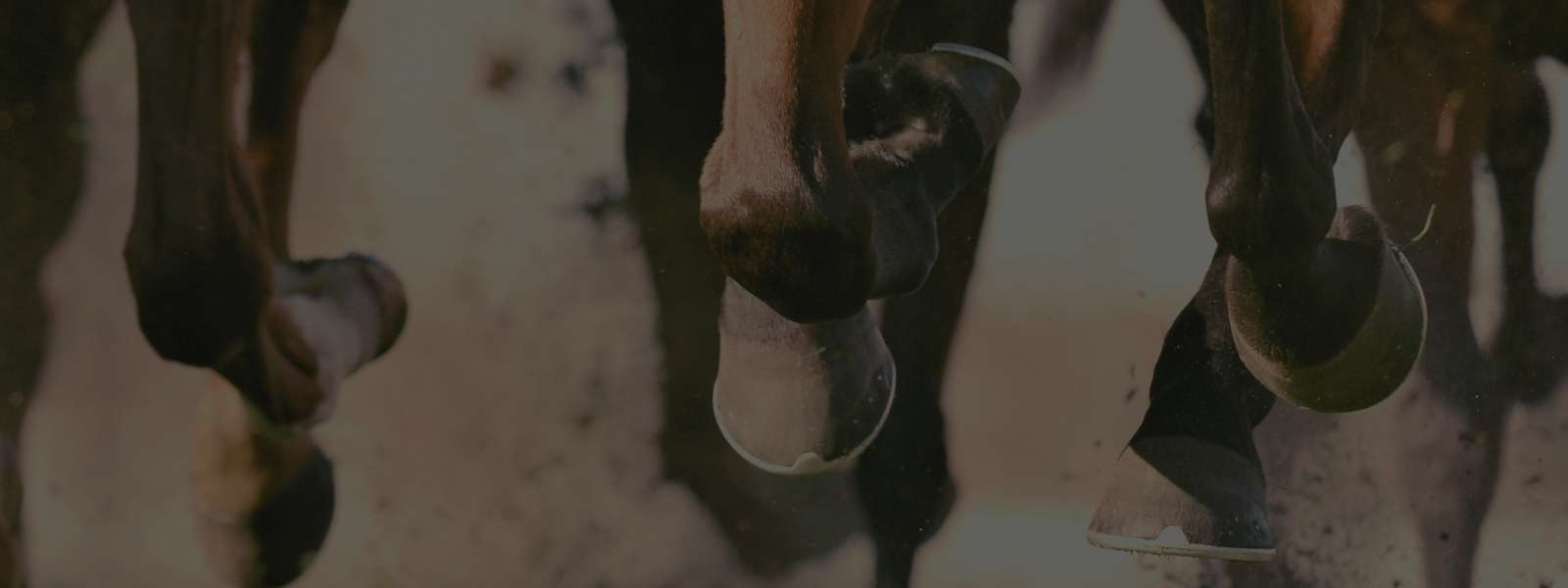 Feminino - Vestuário - Saias e Shorts